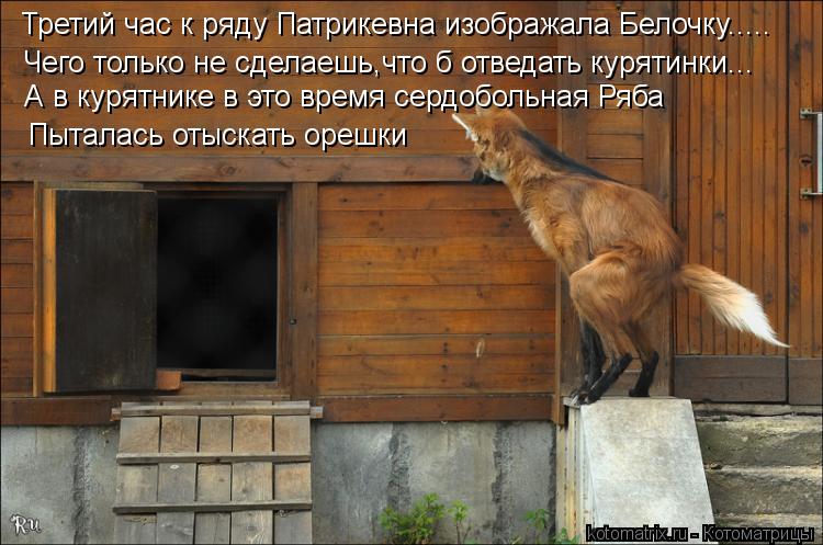 Третий час к ряду Патрикевна изображала Белочку..... Чего только не сделаешь,что б отведать курятинки... Котоматрица: Третий час к ряду Патрикевна изображала Белочку..... Чего только не сделаешь,что б отведать курятинки... А в курятнике в это время сердобольна