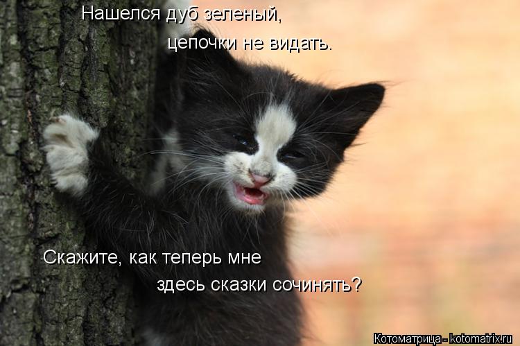 Нашелся дуб зеленый, цепочки не видать. Скажите, как теперь мне здесь сказки сочинять?... Котоматрица: Нашелся дуб зеленый, цепочки не видать. Скажите, как теперь мне здесь сказки сочинять?