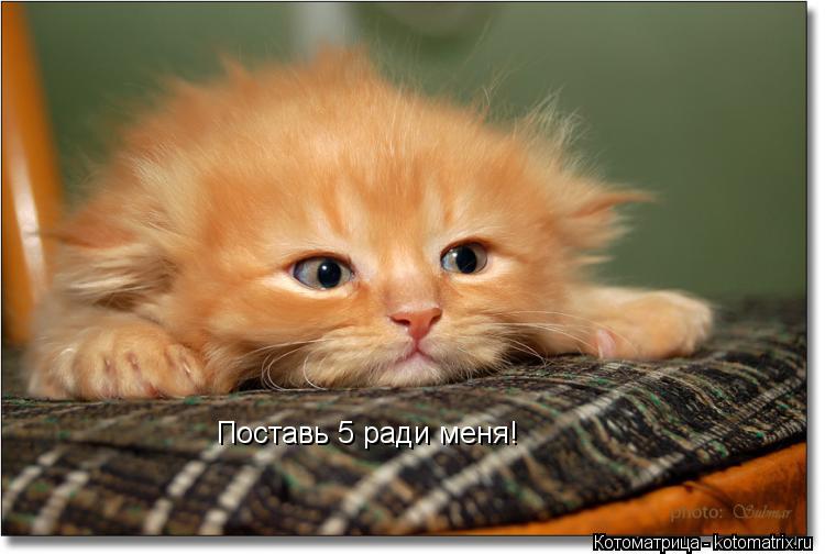 Котоматрица: Поставь 5 ради меня!