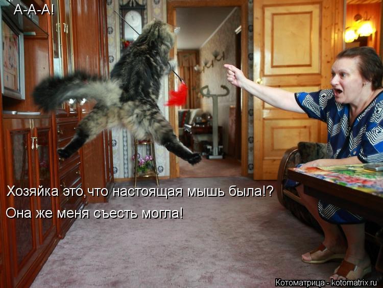 Котоматрица: А-А-А! Хозяйка это,что настоящая мышь была!? Она же меня съесть могла!