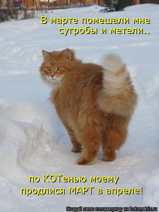 Котоматрица: В марте помешали мне сугробы и метели.. по КОТенью моему продлися МАРТ в апреле!