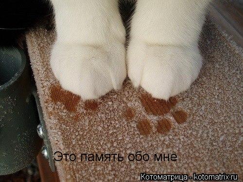 Котоматрица: Это память обо мне