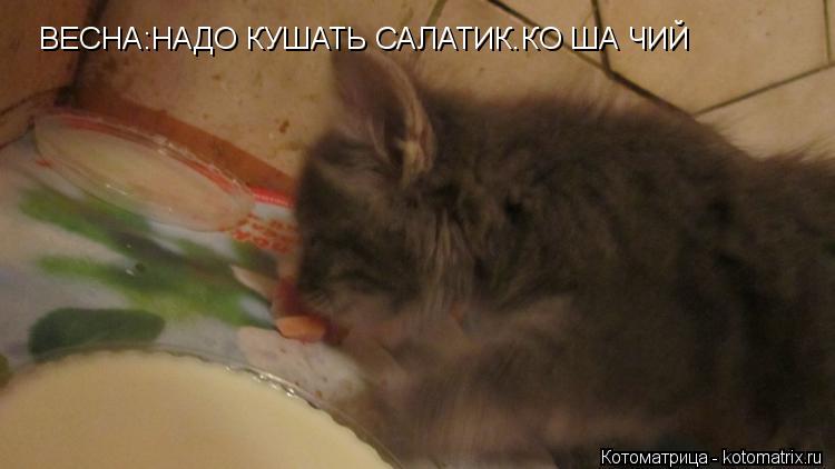 Котоматрица: ВЕСНА:НАДО КУШАТЬ САЛАТИК.КО ША ЧИЙ