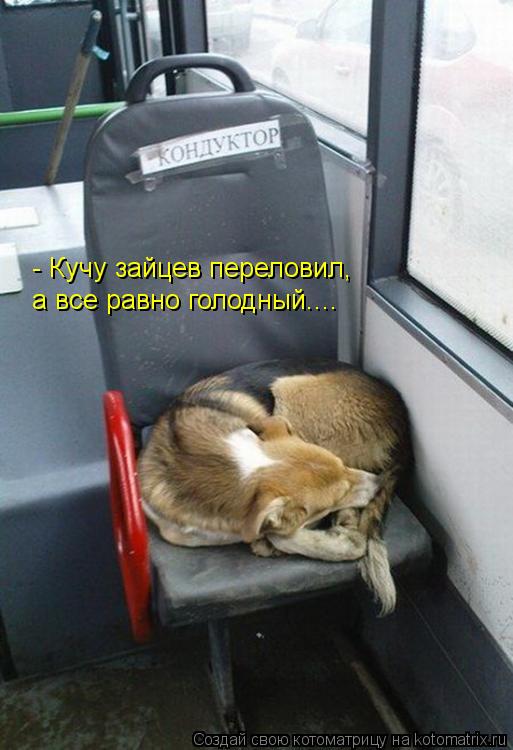 Котоматрица: - Кучу зайцев переловил, а все равно голодный....