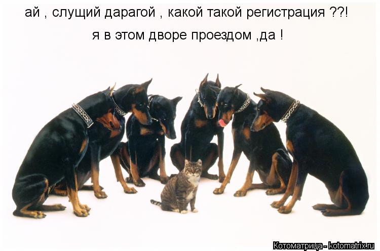 Котоматрица: ай , слущий дарагой , какой такой регистрация ??! я в этом дворе проездом ,да !