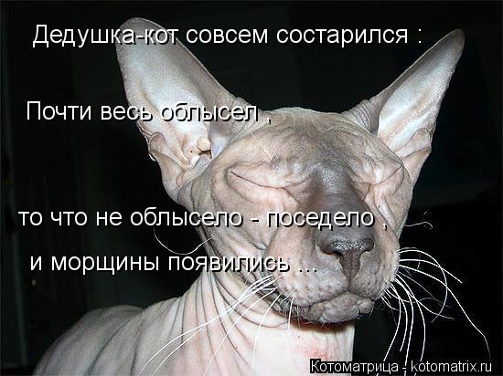 Котоматрица: Дедушка-кот совсем состарился : Почти весь облысел ,  то что не облысело - поседело , и морщины появились ...