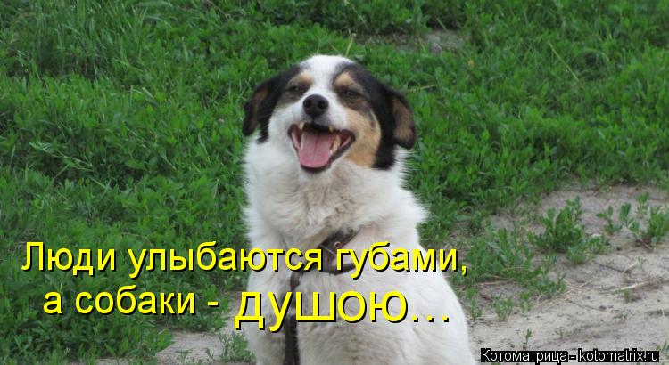 Котоматрица: Люди улыбаются губами, а собаки - душою...