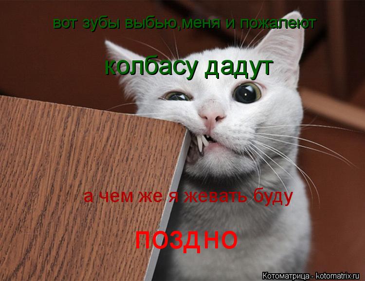 Котоматрица: вот зубы выбью,меня и пожалеют  колбасу дадут а чем же я жевать буду поздно