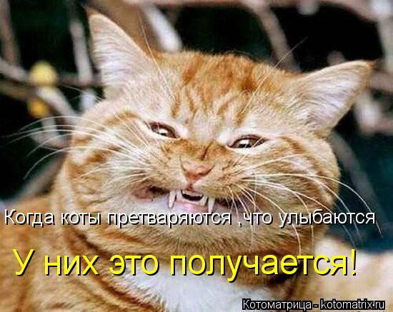 Котоматрица: Когда коты претваряются ,что улыбаются У них это получается!