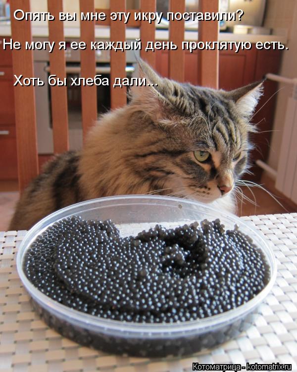 Котоматрица: Опять вы мне эту икру поставили? Не могу я ее каждый день проклятую есть. Хоть бы хлеба дали...