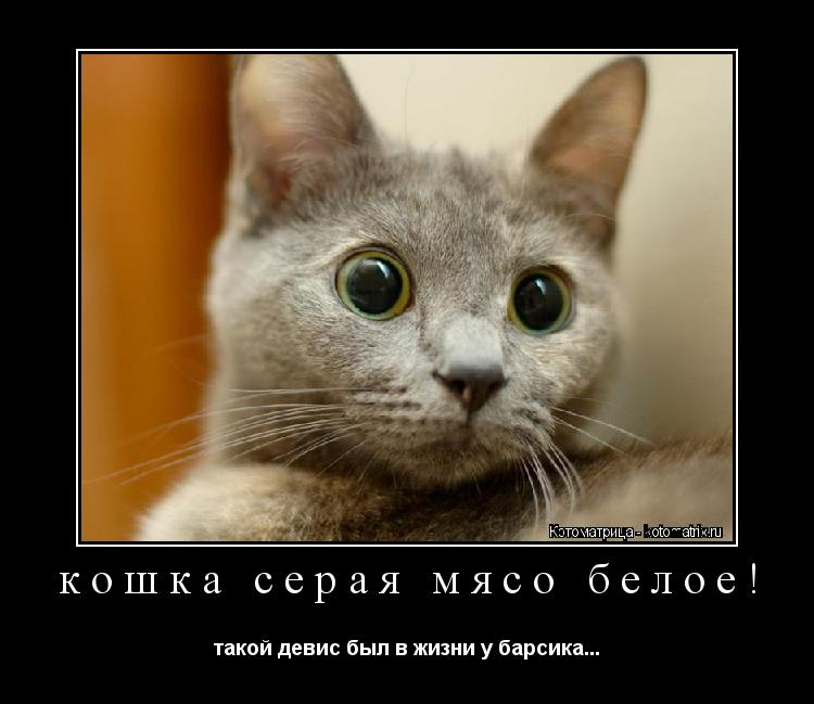 кошка серая мясо белое! такой девис был в жизни у барсика...... Котоматрица: кошка серая мясо белое! такой девис был в жизни у барсика...