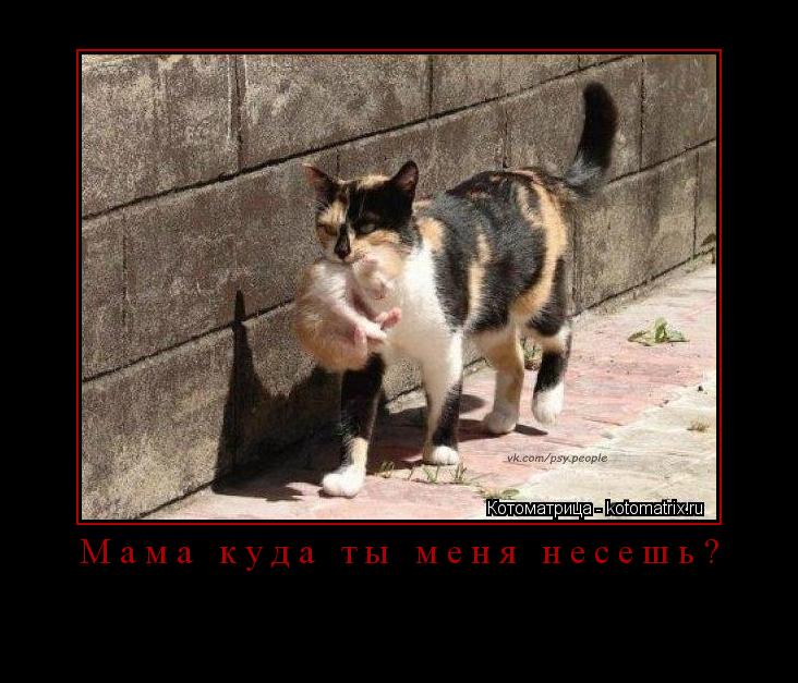 Мама куда ты меня несешь? ... Котоматрица: Мама куда ты меня несешь?