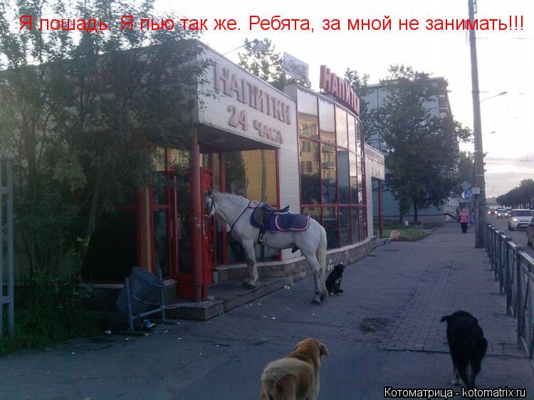 Я лошадь. Я пью так же. Ребята, за мной не занимать!!!... Котоматрица: Я лошадь. Я пью так же. Ребята, за мной не занимать!!!