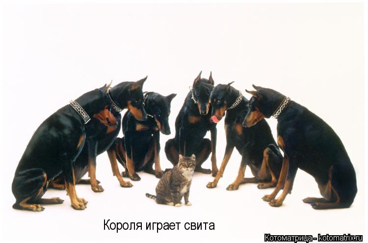 Короля играет свита... Котоматрица: Короля играет свита