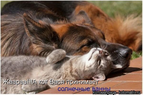 солнечные ванны Жаараа!!!А кот Вася принимает... Котоматрица: солнечные ванны Жаараа!!!А кот Вася принимает
