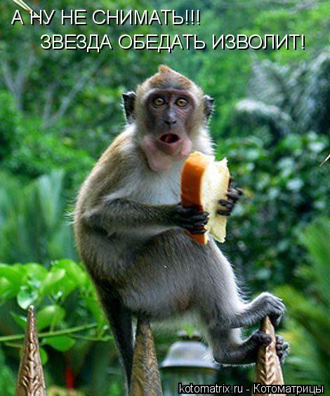 А НУ НЕ СНИМАТЬ!!! ЗВЕЗДА ОБЕДАТЬ ИЗВОЛИТ!... Котоматрица: А НУ НЕ СНИМАТЬ!!! ЗВЕЗДА ОБЕДАТЬ ИЗВОЛИТ!