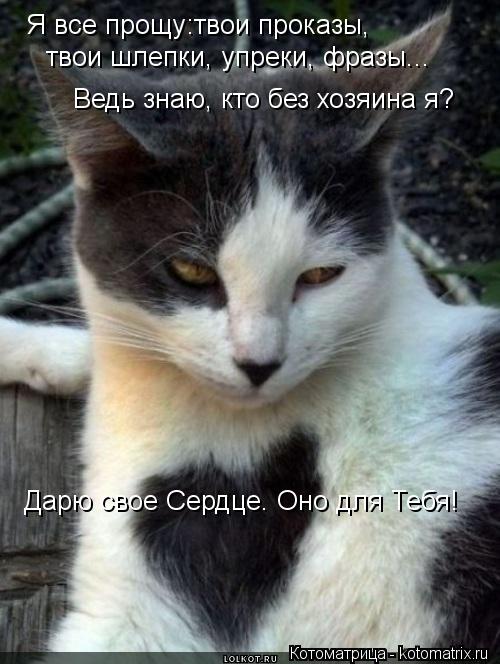 Я все прощу:твои проказы, твои шлепки, упреки, фразы... Ведь знаю, кто без хозяина я? Дарю свое Сердц... Котоматрица: Я все прощу:твои проказы, твои шлепки, упреки, фразы... Ведь знаю, кто без хозяина я? Дарю свое Сердце. Оно для Тебя!