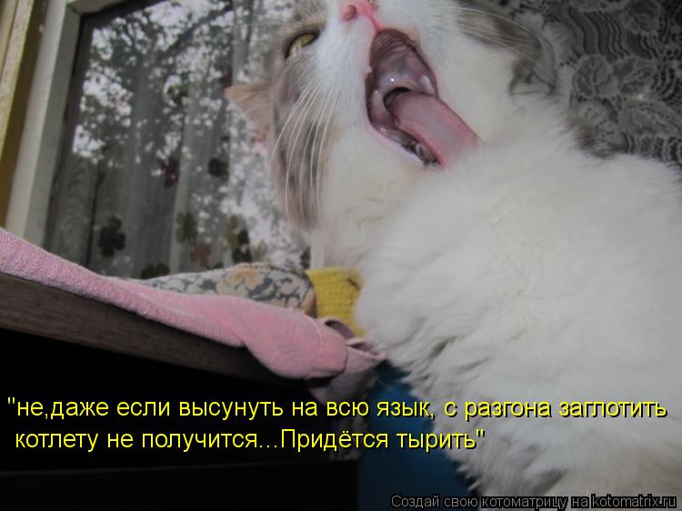 "не,даже если высунуть на всю язык, с разгона заглотить котлету не получится...Придётся тырить"... Котоматрица: "не,даже если высунуть на всю язык, с разгона заглотить котлету не получится...Придётся тырить"