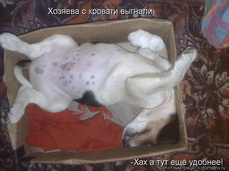 Хозяева с кровати выгнали -Хах а тут ещё удобнее!... Котоматрица: Хозяева с кровати выгнали -Хах а тут ещё удобнее!
