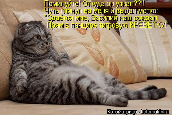 Помилуйте! Откуда он узнал??!! Чуть глянул на меня и выдал метко: "Сдаётся мне, Василий наш сожрал Пр... Котоматрица: Помилуйте! Откуда он узнал??!! Чуть глянул на меня и выдал метко: "Сдаётся мне, Василий наш сожрал Прям в панцире тигровую КРЕВЕТКУ!"