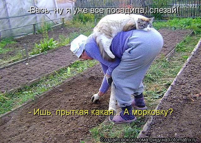 -Вась, ну я уже все посадила, слезай! - Ишь, прыткая какая... А морковку?... Котоматрица: -Вась, ну я уже все посадила, слезай! - Ишь, прыткая какая... А морковку?