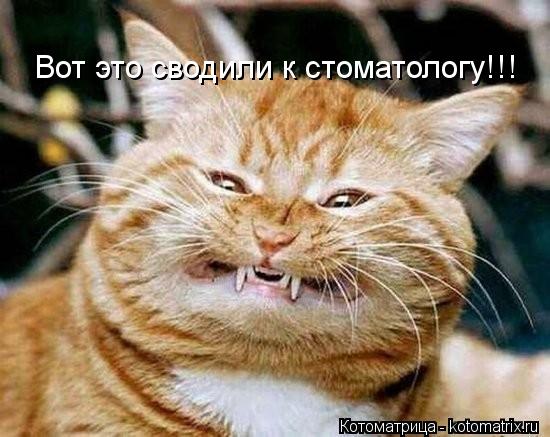 Вот это сводили к стоматологу!!!... Котоматрица: Вот это сводили к стоматологу!!!