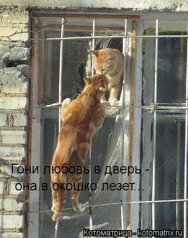 Гони любовь в дверь - она в окошко лезет...... Котоматрица: Гони любовь в дверь - она в окошко лезет...