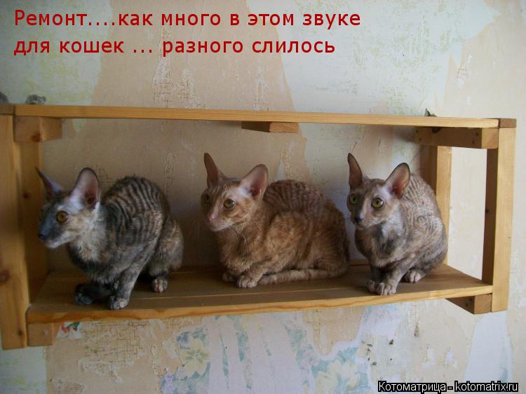 Ремонт....как много в этом звуке для кошек ... разного слилось... Котоматрица: Ремонт....как много в этом звуке для кошек ... разного слилось
