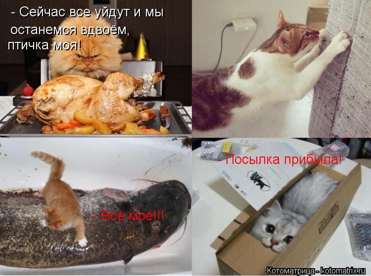- Всё моё!!! останемся вдвоём, - Сейчас все уйдут и мы птичка моя! - Посылка прибыла!... Котоматрица: - Всё моё!!! останемся вдвоём, - Сейчас все уйдут и мы птичка моя! - Посылка прибыла!