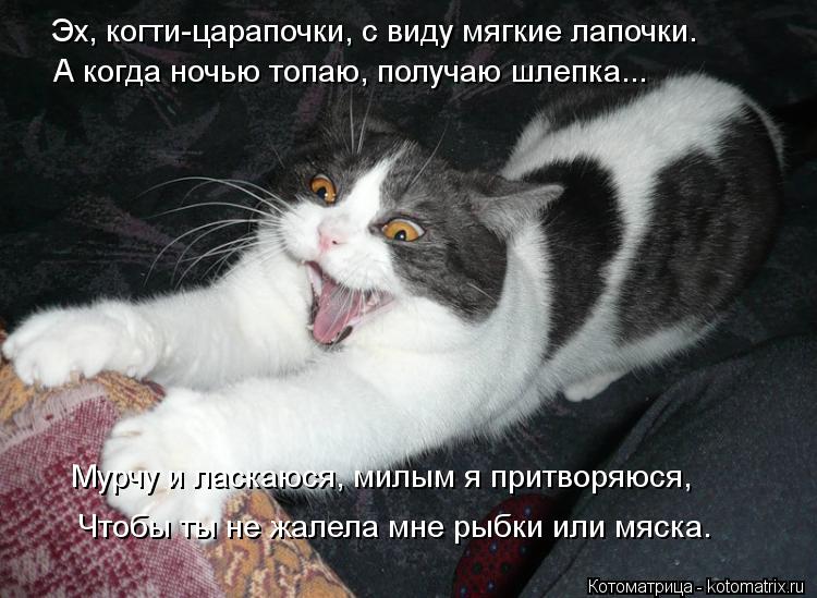 Эх, когти-царапочки, с виду мягкие лапочки. А когда ночью топаю, получаю шлепка... Мурчу и ласкаюся, ... Котоматрица: Эх, когти-царапочки, с виду мягкие лапочки. А когда ночью топаю, получаю шлепка... Мурчу и ласкаюся, милым я притворяюся, Чтобы ты не жалела мн