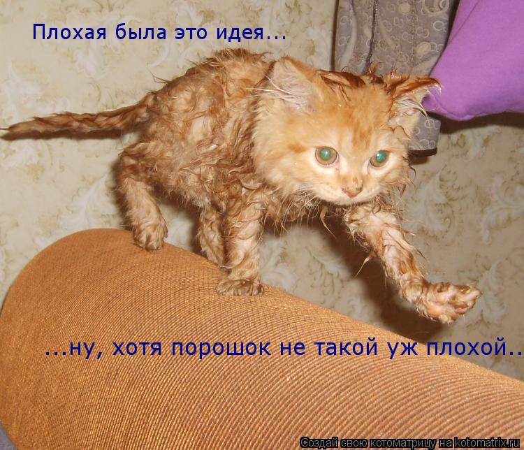 Плохая была это идея... ...ну, хотя порошок не такой уж плохой...... Котоматрица: Плохая была это идея... ...ну, хотя порошок не такой уж плохой...