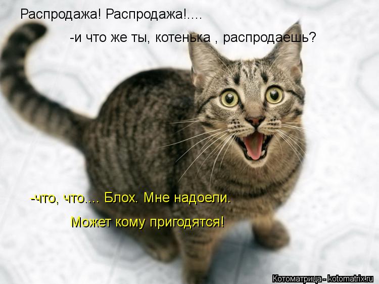Распродажа! Распродажа!.... -и что же ты, котенька , распродаешь? -что, что.... Блох. Мне надоели. Мо... Котоматрица: Распродажа! Распродажа!.... -и что же ты, котенька , распродаешь? -что, что.... Блох. Мне надоели. Может кому пригодятся!