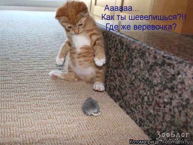 Аааааа... Как ты шевелишься?!! Где же веревочка?... Котоматрица: Аааааа... Как ты шевелишься?!! Где же веревочка?