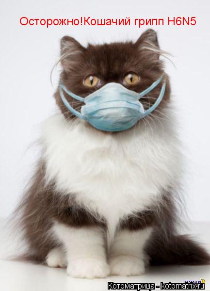 Осторожно!Кошачий грипп H6N5... Котоматрица: Осторожно!Кошачий грипп H6N5