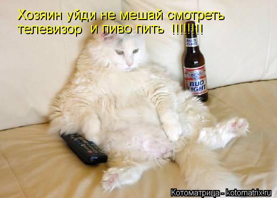 Хозяин уйди не мешай смотреть телевизор и пиво пить !!!!!!!!... Котоматрица: Хозяин уйди не мешай смотреть телевизор и пиво пить !!!!!!!!