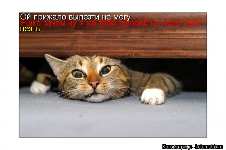 Ой прижало вылезти не могу Яшка зачем ну я же тебе говорил не надо туда лезть... Котоматрица: Ой прижало вылезти не могу Яшка зачем ну я же тебе говорил не надо туда лезть