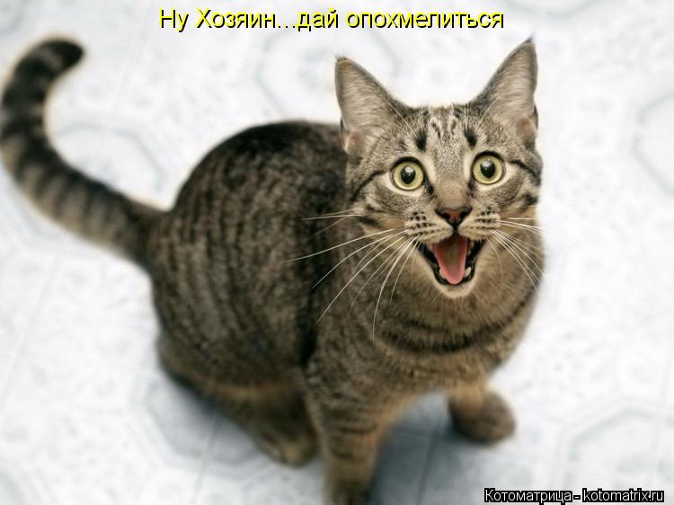 Ну Хозяин...дай опохмелиться... Котоматрица: Ну Хозяин...дай опохмелиться
