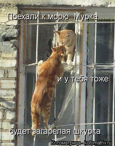Поехали к морю Мурка.... и у тебя тоже будет загарелая шкурка... Котоматрица: Поехали к морю Мурка.... и у тебя тоже будет загарелая шкурка