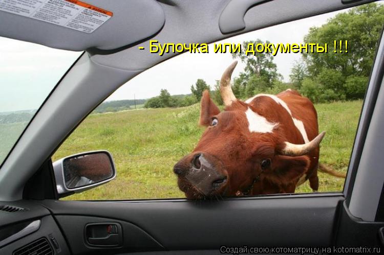 - Булочка или документы !!!... Котоматрица: - Булочка или документы !!!