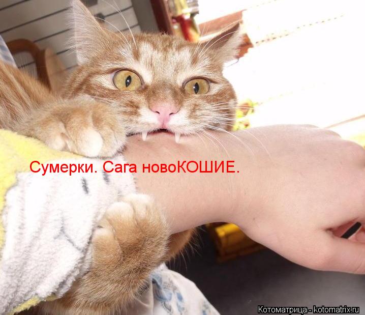 Сумерки. Сага новоКОШИЕ.... Котоматрица: Сумерки. Сага новоКОШИЕ.