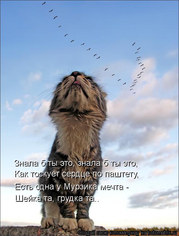 Знала б ты это, знала б ты это, Как тоскует сердце по паштету, Есть одна у Мурзика мечта - Шейка та,... Котоматрица: Знала б ты это, знала б ты это, Как тоскует сердце по паштету, Есть одна у Мурзика мечта - Шейка та, грудка та..