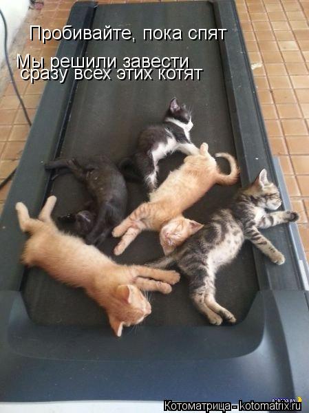 Пробивайте, пока спят Мы решили завести сразу всех этих котят... Котоматрица: Пробивайте, пока спят Мы решили завести сразу всех этих котят