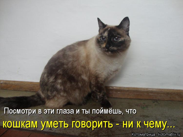 Посмотри в эти глаза и ты поймёшь, что кошкам уметь говорить - ни к чему...... Котоматрица: Посмотри в эти глаза и ты поймёшь, что кошкам уметь говорить - ни к чему...