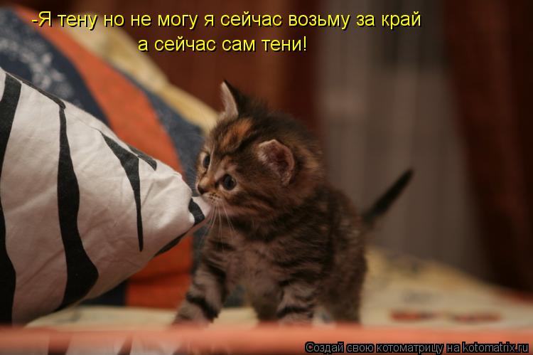-Я тену но не могу я сейчас возьму за край а сейчас сам тени!... Котоматрица: -Я тену но не могу я сейчас возьму за край а сейчас сам тени!