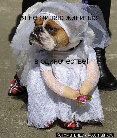 я не жилаю жиниться в одиночестве!... Котоматрица: я не жилаю жиниться в одиночестве!