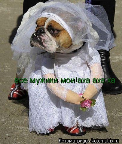 все мужики мои!аха аха ха... Котоматрица: все мужики мои!аха аха ха