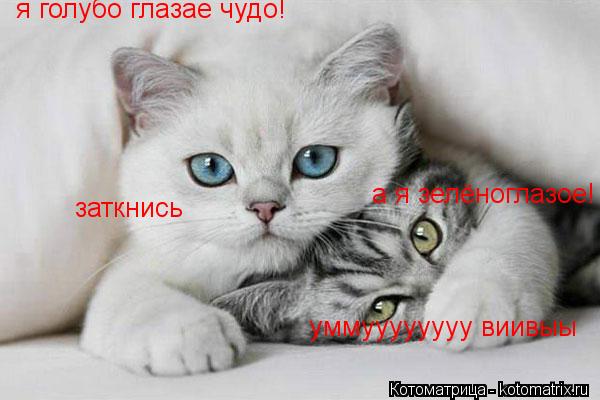 уммуууууууу виивыы я голубо глазае чудо! а я зелёноглазое! заткнись... Котоматрица: уммуууууууу виивыы я голубо глазае чудо! а я зелёноглазое! заткнись