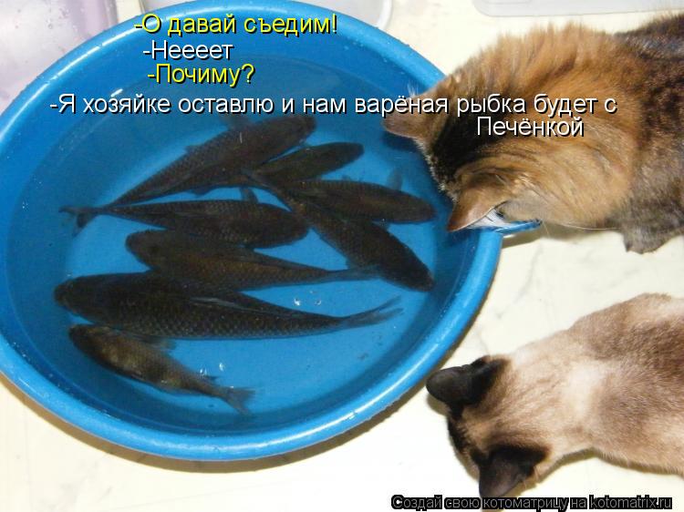 -О давай съедим! -Неееет -Почиму? -Я хозяйке оставлю и нам варёная рыбка будет с Печёнкой... Котоматрица: -О давай съедим! -Неееет -Почиму? -Я хозяйке оставлю и нам варёная рыбка будет с Печёнкой