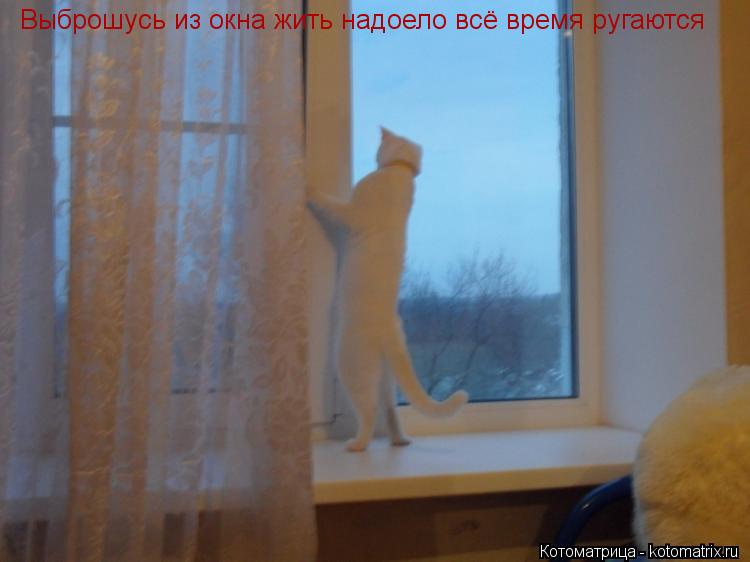 Выброшусь из окна жить надоело всё время ругаются... Котоматрица: Выброшусь из окна жить надоело всё время ругаются