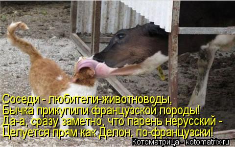 Соседи - любители-животноводы, Бычка прикупили французской породы! Да-а, сразу заметно, что парень не... Котоматрица: Соседи - любители-животноводы, Бычка прикупили французской породы! Да-а, сразу заметно, что парень нерусский - Целуется прям как Делон, по-фр